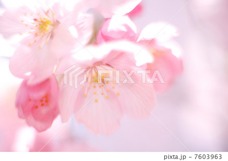 ヨウコウザクラ ヨウコウザクラ 7603963