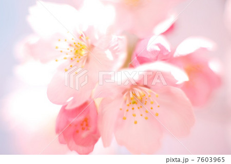 ヨウコウザクラ 7603965