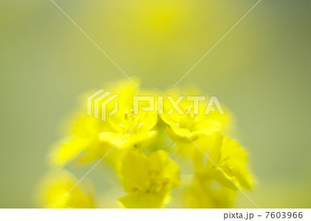 菜の花 菜の花 7603966