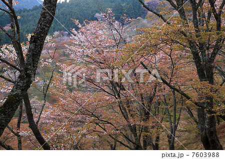 上千本の桜 上千本の桜 7603988