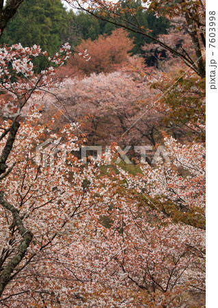上千本の桜 上千本の桜 7603998