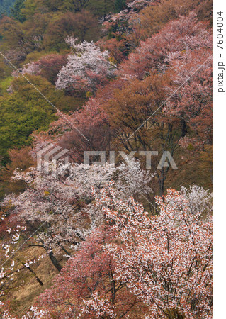 上千本の桜 上千本の桜 7604004