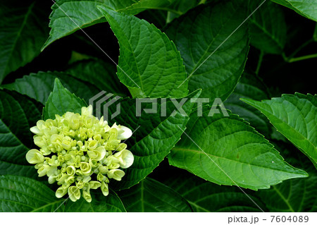 あじさい寺のあじさい 7604089