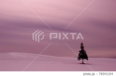 クリスマスツリーの木 7604104