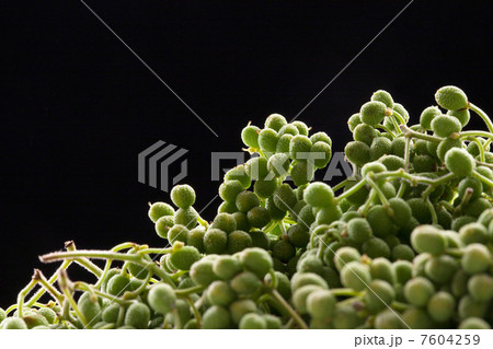 山椒の実 7604259