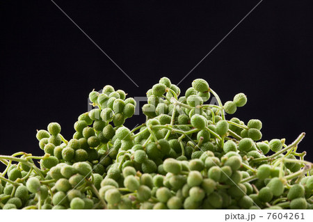 山椒の実 7604261