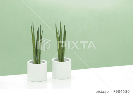 観葉植物/サンセベリア（棒タイプ） 7604580