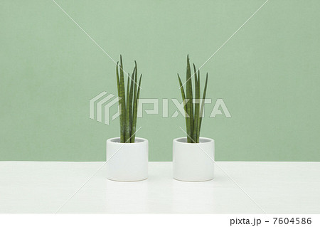 観葉植物/サンセベリア(棒タイプ) 観葉植物/サンセベリア(棒タイプ) 7604586