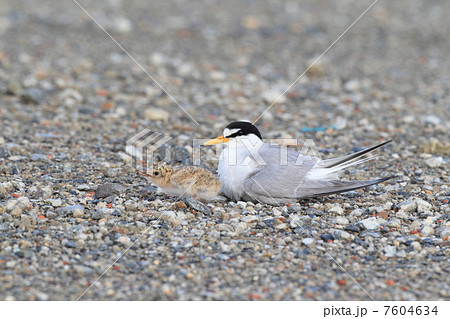 コアジサシの親子 7604634