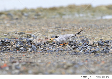 コアジサシの親子 7604639