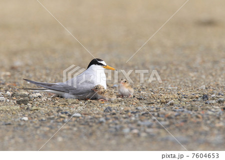 コアジサシの親子 コアジサシの親子 7604653