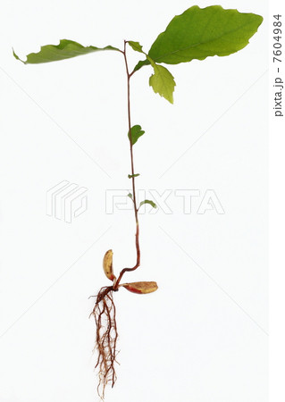 ドングリの芽生え ドングリの芽生え 7604984