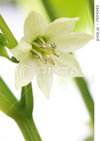 パプリカの白い花 7604985