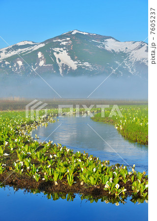 尾瀬 清流と水芭蕉 尾瀬 清流と水芭蕉 7605237