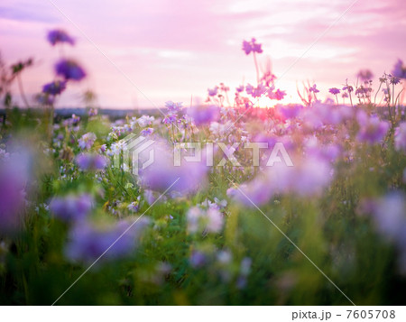flowers background flowers background 7605708