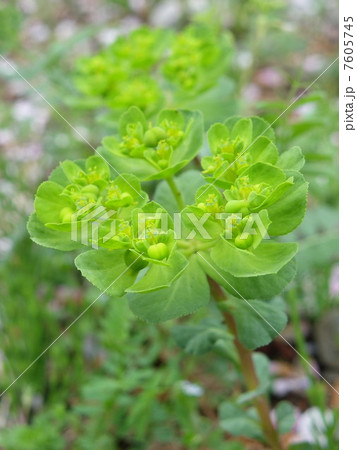 トウダイグサ 7605745