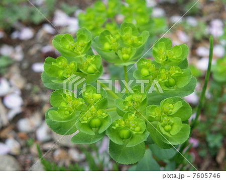 トウダイグサ 7605746