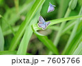 蝶 7605766