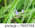 蝶 7605768