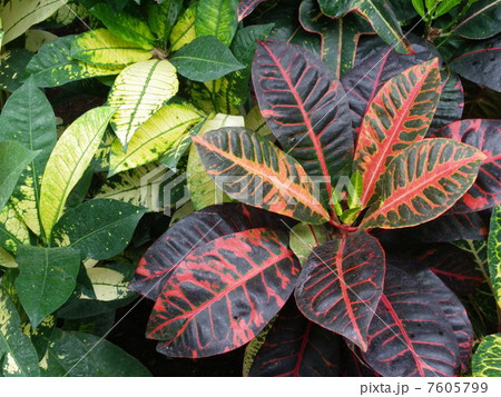 クロトン クロトン 7605799