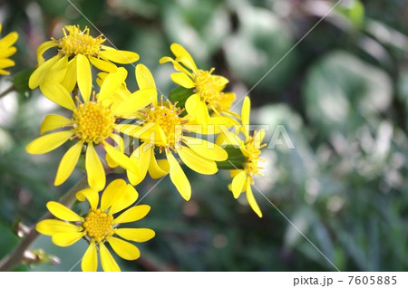 ツワブキ 7605885