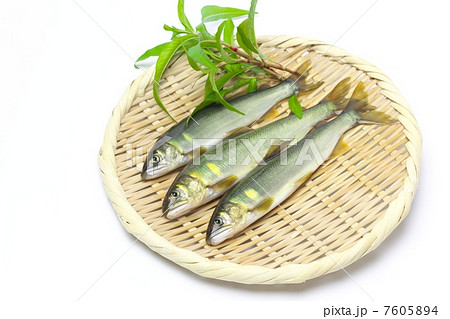 新鮮な天然鮎 新鮮な天然鮎 7605894