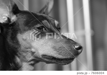 物憂げなミニピン 7606004