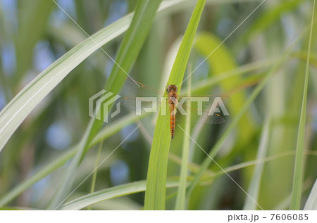 葉に泊まるハッチョウトンボ 7606085