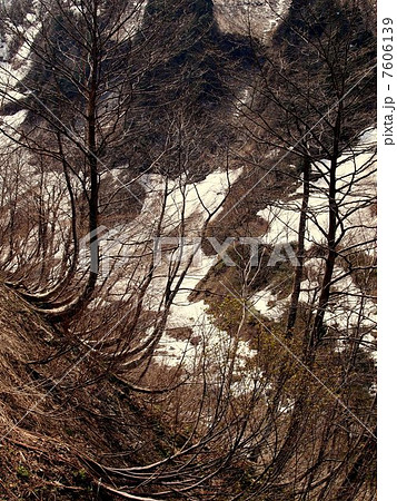 根性の木（富山県　立山　称名滝） 7606139
