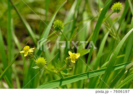 植物・ケキツネノボタン　キンポウゲ科 7606197