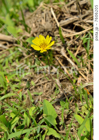 植物・オオジシバリ キク科 植物・オオジシバリ キク科 7606205