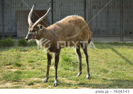 シタツンガ 7606545