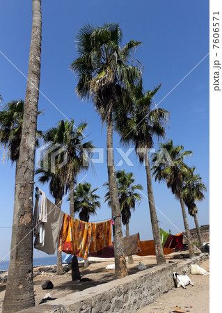 世界遺産ゴレ島の海岸、椰子の木とくつろぐヤギ 7606571
