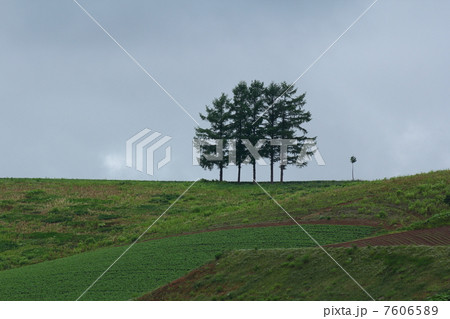 ５本の木 7606589
