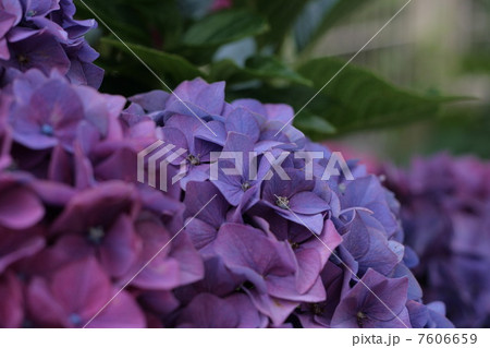 あじさい 7606659