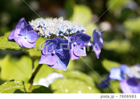 額紫陽花 7606983