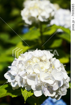 白い移り気 7606985