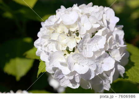 白い移り気 白い移り気 7606986