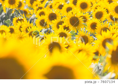 ヒマワリ畑 7607134