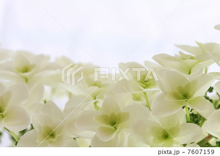 白い花 7607159