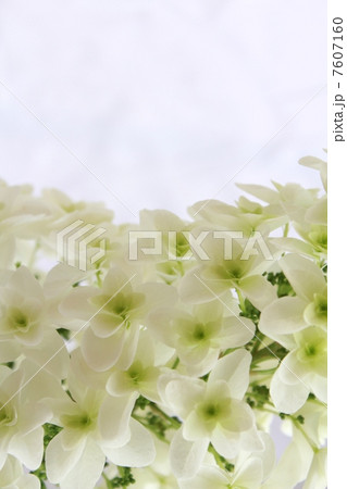 白い花 白い花 7607160