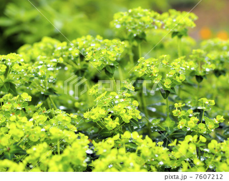 白山大戟 7607212