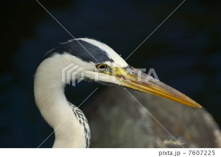 アオサギ右向きアップ水辺 7607225