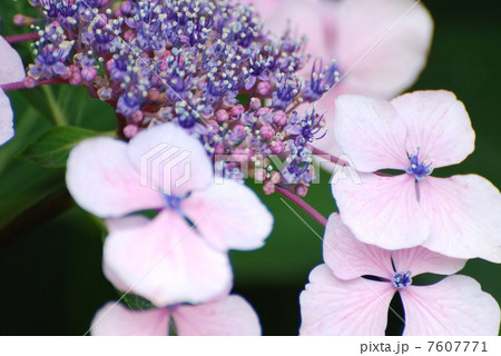 梅雨に咲く紫陽花 7607771