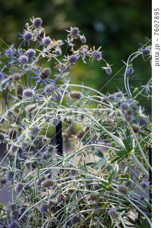 エリンギウム エリンギウム 7607895