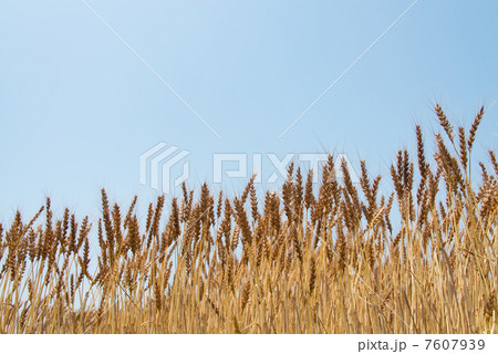 麦畑 7607939