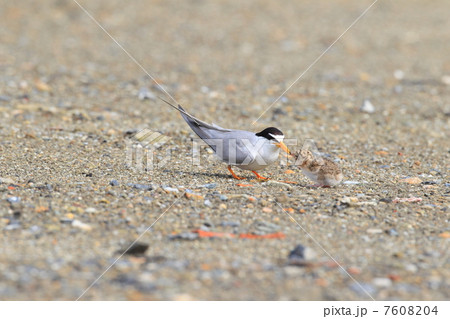 コアジサシの親子 7608204