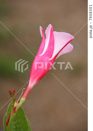 マンデビラ 7608301