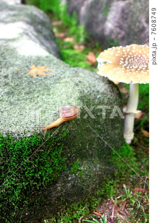 かたつむり 7608749