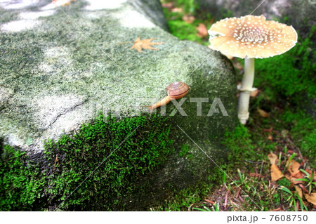 かたつむり 7608750